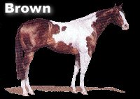 Brown Tobiano