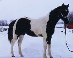 Black/Brown & White Paint Stallion
