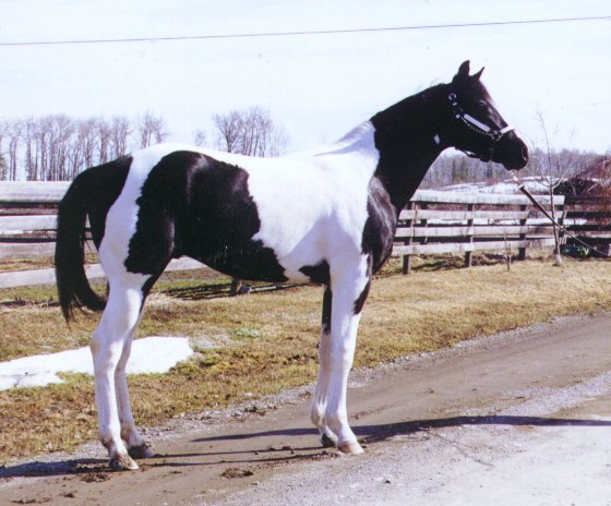 Brown & White Tobiano Stallion