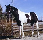 Black/Brown & White Paint Stallion