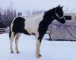 Brown & White Paint Stallion