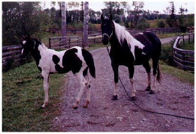 Homozygous Black & White Paint mare