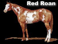 Red Roan Overo